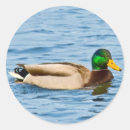 Suche nach stockenten aufkleber Wild