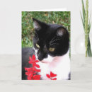 Suche nach tierbilder karten Katze
