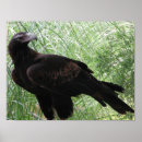 Suche nach australischer vogel poster Adler