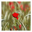 Suche nach poppy poster Quelle