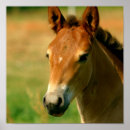 Suche nach stutenfohlen poster Colt