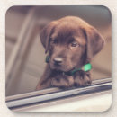 Suche nach labrador retriever untersetzer Welpe