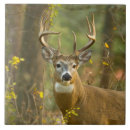 Suche nach geweih fliesen Hirsche