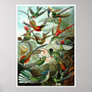 Suche nach trochilidae poster Ernhaeckel