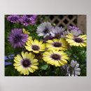Suche nach osteospermum poster Lila