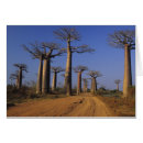 Suche nach baobab postkarten Landschaft