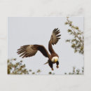 Suche nach weißkopfseeadler postkarten Freiheit