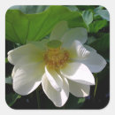 Suche nach lotos blume aufkleber Blatt