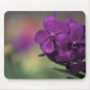 Suche nach schärfentiefe andere Blume