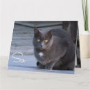 Suche nach lustige katze vermisst Jede person