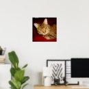 Suche nach lucy poster Katze