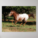 Suche nach appaloosa poster Bob sprache