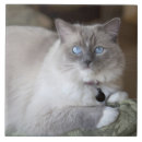 Suche nach ragdoll katze fliesen Niedlich