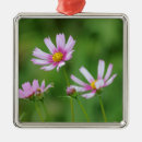Suche nach kosmos ornamente Blume