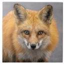 Suche nach großes mit augen fliesen Hund