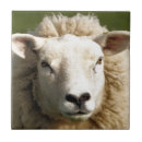 Suche nach niedliche schafe fliesen Landwirtschaftliche betriebe