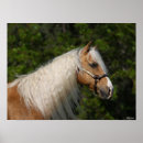 Suche nach quarter horse poster Tier