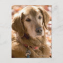 Suche nach goldener labrador postkarten Tier