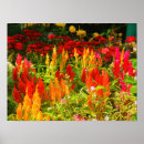 Suche nach gruppen poster Blume