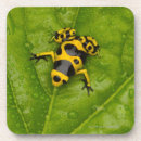 Suche nach amphibie untersetzer Natur
