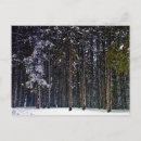 Suche nach kiefernwald postkarten Jede person