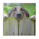 Suche nach hinterhof fliesen Hund