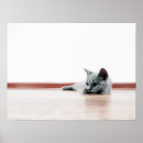Suche nach scottish fold poster Katze