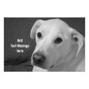 Suche nach schwarzer labrador retriever poster Fotografie