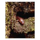 Suche nach salamander kunst Amphibisch