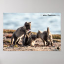 Suche nach arctic fox poster Tiere