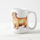 Suche nach norfolk tassen Terrier