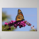 Suche nach monarchfalter poster Natur