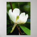 Suche nach magnolia poster Magnolien