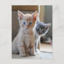 Suche nach babytiere postkarten Haustiere