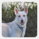Suche nach gsd aufkleber Hirte
