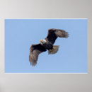Suche nach adler flug poster Wild lebende tiere