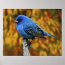 Suche nach männliches poster Blau