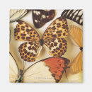 Suche nach sammlungen magnete Schmetterling