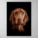 Suche nach magyar Hund