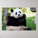 Suche nach niedliche pandas poster Fotos wild lebender tiere