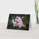 Suche nach oleander karten Botanisch