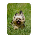 Suche nach yorkshire terrier magnete Süß
