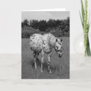 Suche nach gepunktetes pferd karten Appaloosa