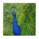 Suche nach peacock fliesen Vogel