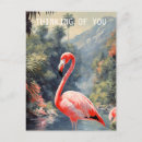 Suche nach tropischer regenwald postkarten Flamingo
