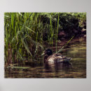 Suche nach teich poster Fotografie