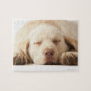 Suche nach labrador retriever puzzle Niedlich