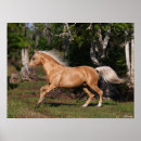 Suche nach palomino poster Tiere