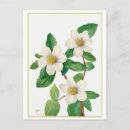 Suche nach botanical illustration postkarten Botanisch