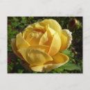 Suche nach englische rosen postkarten Jede person
